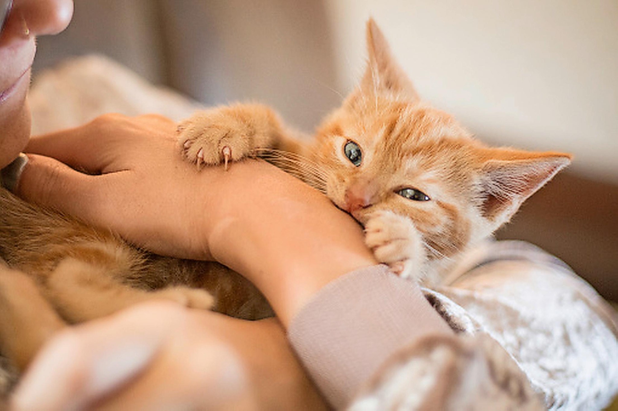 7 signes que votre animal de compagnie cache peut-être un problème de santé
