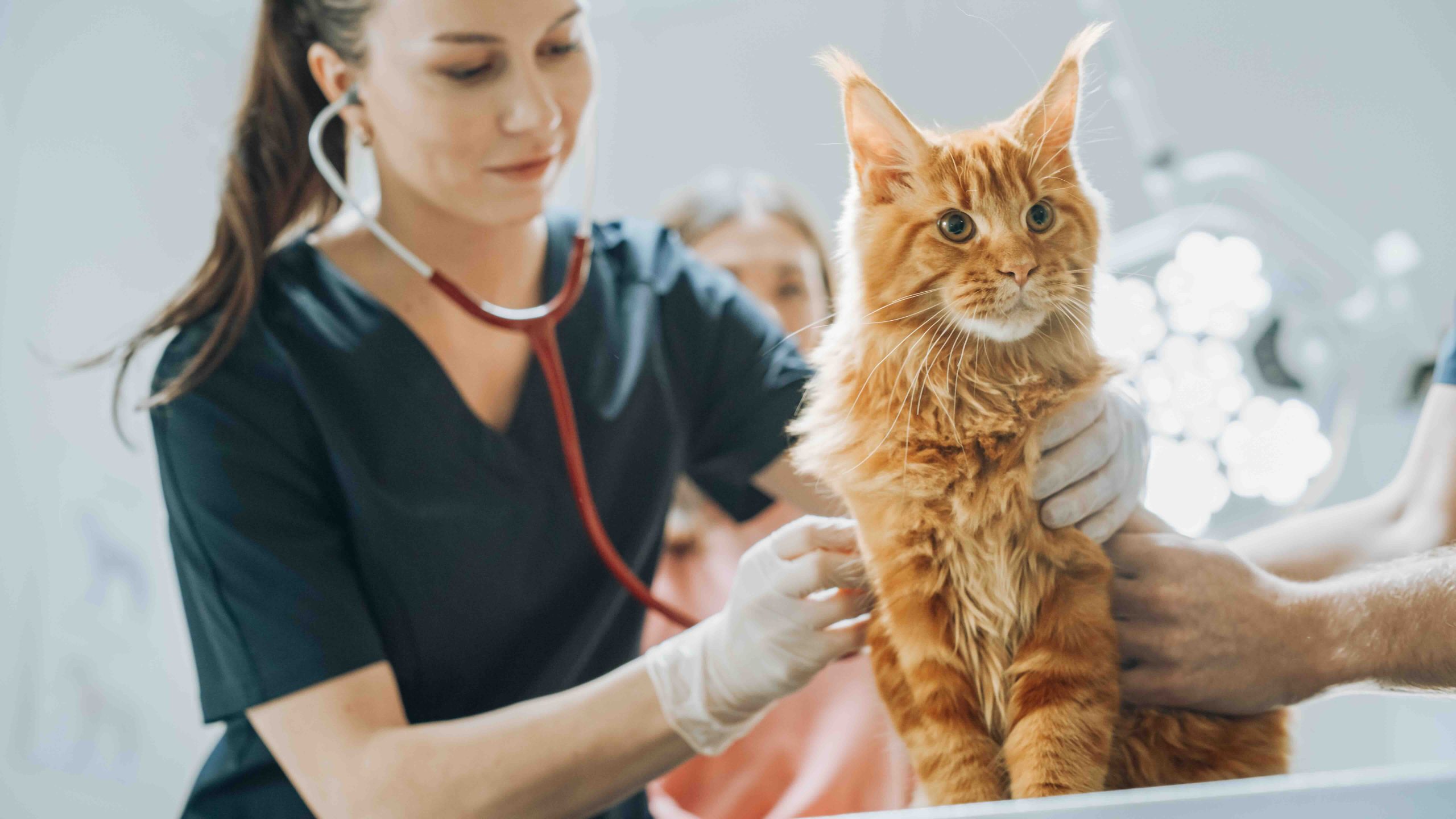 7 signes que votre animal de compagnie cache peut-être un problème de santé
