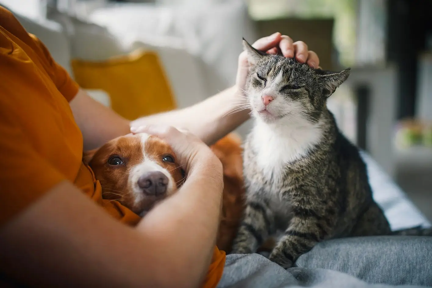 7 signes que votre animal de compagnie cache peut-être un problème de santé