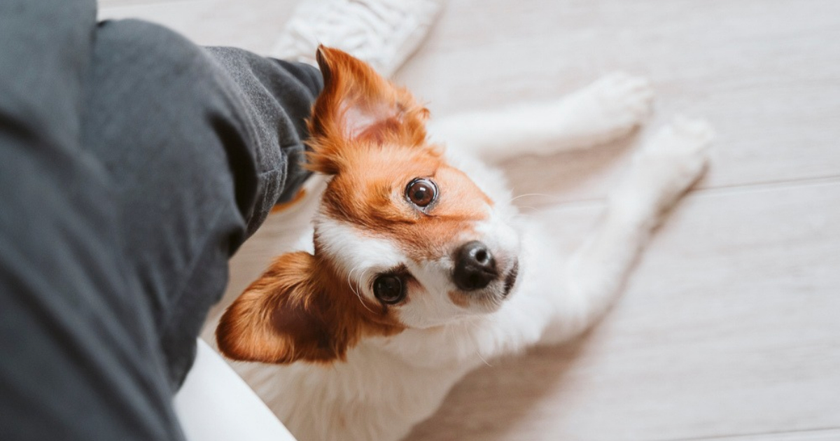 Pourquoi votre chien vous suit partout dans la maison