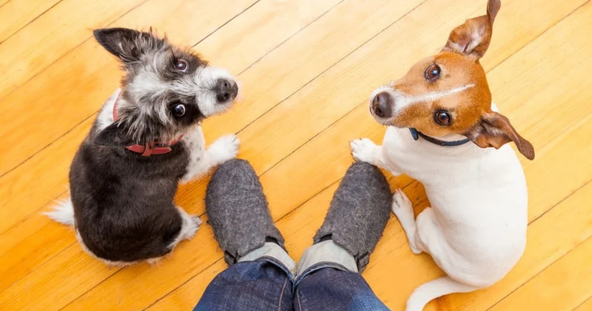 Pourquoi votre chien vous suit partout dans la maison